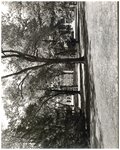 Campus Scene Facing Sibley and Niccols Halls, circa 1950s by Lindenwood College
