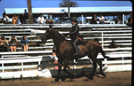 Lindenwood Student from the Equestrian Program, circa 1971 by Lindenwood College